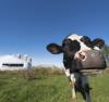 Holstein cow on farm