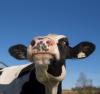 up close of a cow